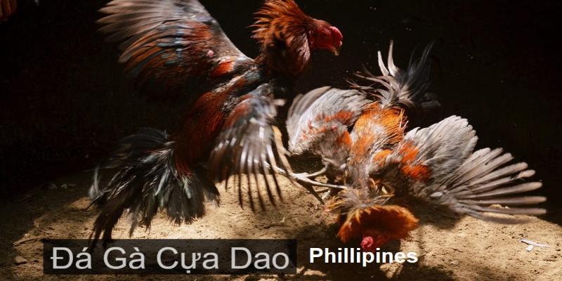 Tìm hiểu sơ lược về thể loại cựa dao Philippines