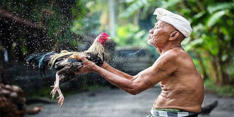 Chăm sóc gà đá là việc làm quan trọng của các sư kê