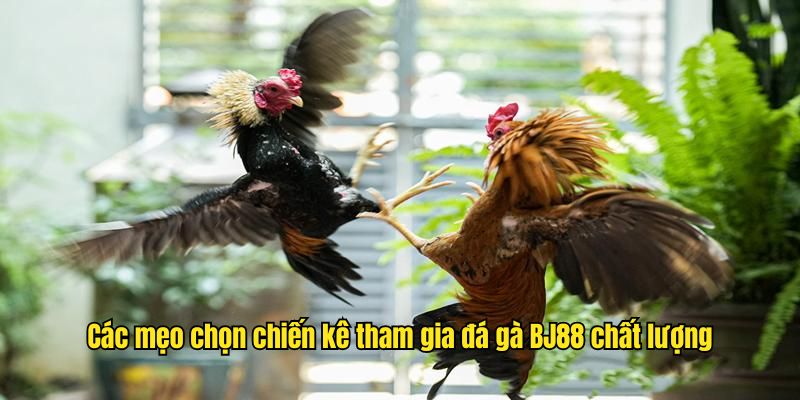 Tổng hợp các mẹo chọn chiến kê tham gia đá gà BJ88 chất lượng
