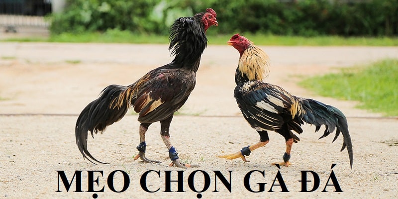 Tiêu chí chọn chiến kê